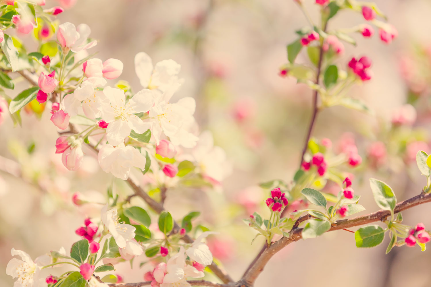 È primavera svegliatevi bambine…